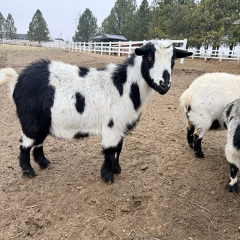 Back Forty Farms - Pongo! - Attraction Farms Near Me - Nampa, Idaho Back Forty Farms - Pongo! - Attraction Farms Near Me - Nampa, Idaho