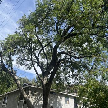 Poly Timber Tree Service - Large Oak Tree, after - Tree Services Near Me - Pico Rivera, California Poly Timber Tree Service - Large Oak Tree, after - Tree Services Near Me - Pico Rivera, California