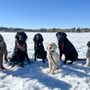 Photo of Diggers Dog Walking