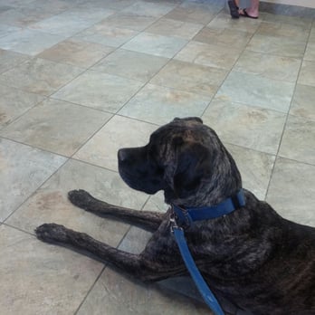 Goldsmith Veterinary Clinic - Tiny waiting to meet the vet. They took great care of him. - Veterinarians Near Me - Denver, Colorado Goldsmith Veterinary Clinic - Tiny waiting to meet the vet. They took great care of him. - Veterinarians Near Me - Denver, Colorado