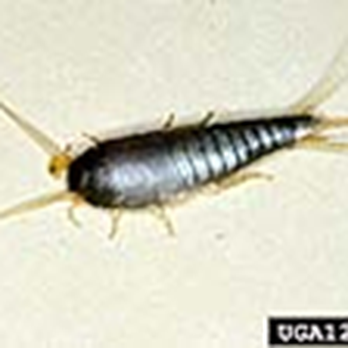Ron Smith Termite and Pest Control - Silverfish. - Pest Control Near Me - Sevierville, Tennessee