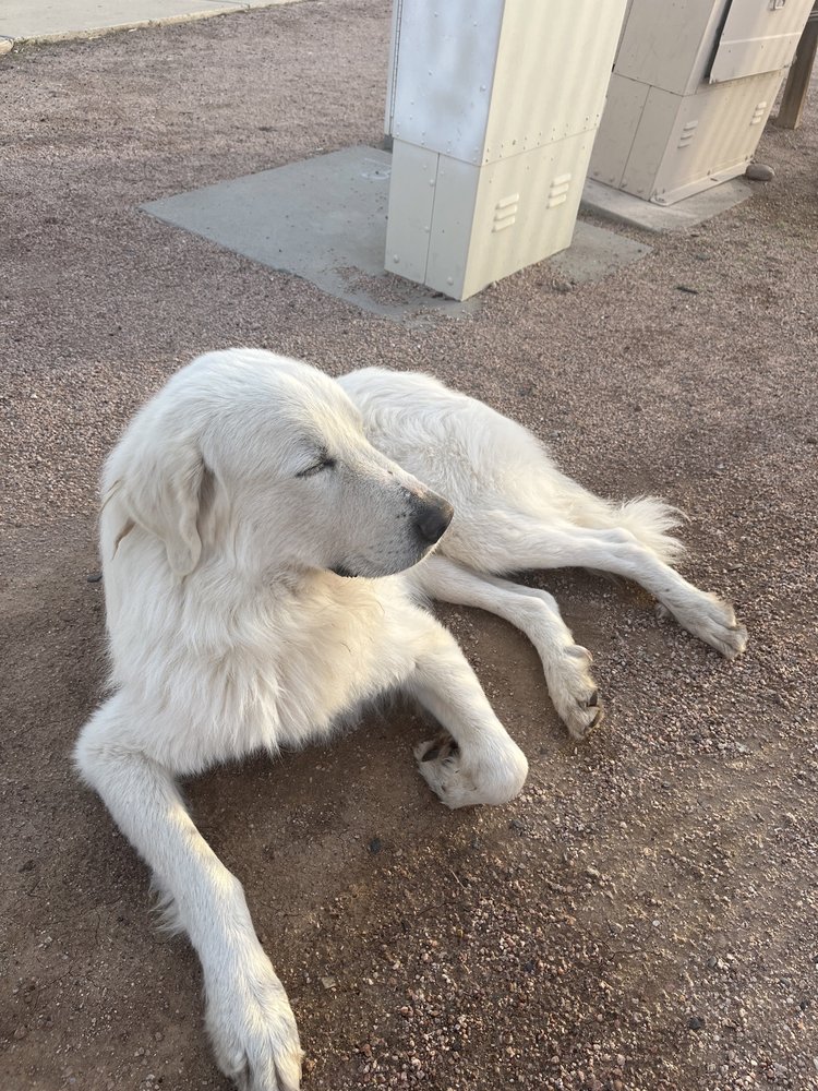 ARIZONA LABRADOR & GIANT BREED RESCUE - Updated March 2026 - Phoenix ...
