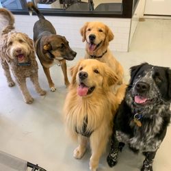 astoria grooming holistic pet spa