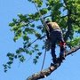 Photo of Greenleaf Tree Service