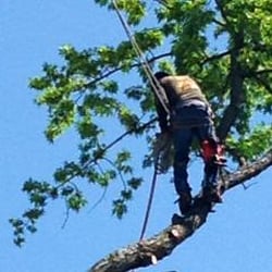 Greenleaf Tree Service - Greenleaf Tree Service