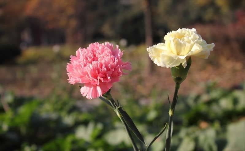 Russ's Septic Service - septic in Riverton, CT