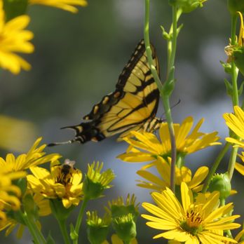 Ice Age Trail - Table Bluff Segment - Swallowtail butterfly - Hiking Near Me - Cross Plains, Wisconsin Ice Age Trail - Table Bluff Segment - Swallowtail butterfly - Hiking Near Me - Cross Plains, Wisconsin