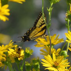 Ice Age Trail - Table Bluff Segment - Swallowtail butterfly