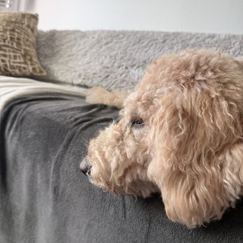 Lokis Locks - Pet Groomers Near Me - Oceanside, California Lokis Locks - Pet Groomers Near Me - Oceanside, California