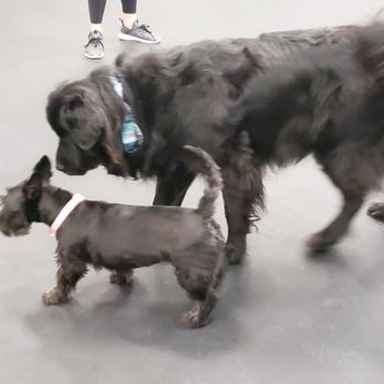 Zoom Room Dog Training - Pet Training Near Me - Reno, Nevada Zoom Room Dog Training - Pet Training Near Me - Reno, Nevada