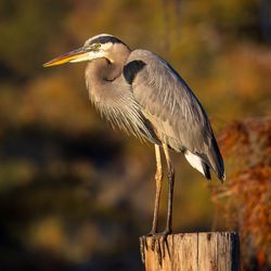 Caddo Lake - Birds on the lake