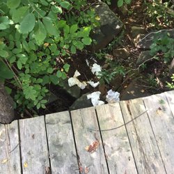 Dunromin Waterfront Campground & Cabins - Piles of human shit!