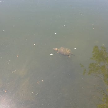 Sandy Bottom Nature Park - Quite a few turtles in this lake - Parks Near Me - Hampton, Virginia Sandy Bottom Nature Park - Quite a few turtles in this lake - Parks Near Me - Hampton, Virginia