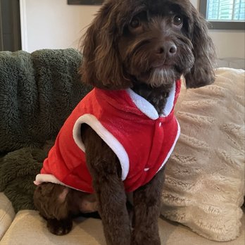 Perfect Pet Salon - Pet Groomers Near Me - Concord, California