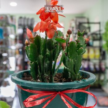 Evans Nursery - Nurseries & Gardening Near Me - Bartlesville, Oklahoma Evans Nursery - Nurseries & Gardening Near Me - Bartlesville, Oklahoma