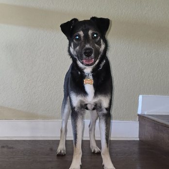 Paws And Reflect Dog Training - Pet Training Near Me Paws And Reflect Dog Training - Pet Training Near Me