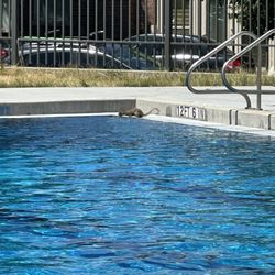 La Alma Recreation Center - Super fun very nice and attentive staff/lifeguards.
