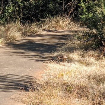 Cactus Forest Drive - Rattlesnake, Desert Ecology Trail | Instagram: @telephonesmoothie - Local Flavor Near Me - Tucson, Arizona