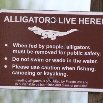 Pine Glades - Don't feed the alligators by falling out of your kayak! - Parks Near Me - Jupiter, Florida Pine Glades - Don't feed the alligators by falling out of your kayak! - Parks Near Me - Jupiter, Florida