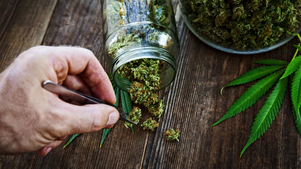 ONE PLANT CANNABIS DISPENSARY Updated August 2024 20 Kingston Rd