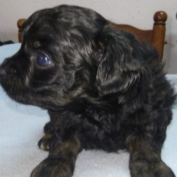 Sherman Yorkies In Texas - Chas  DOB 2/25/18 1500.00 SOLD - Pet Breeders Near Me - Pickton, Texas