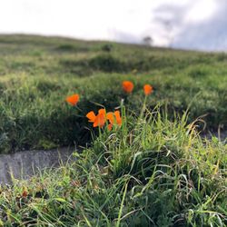 Dublin Hills Regional Park - Shine Bright like a Poppy!