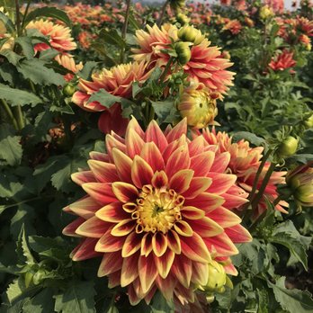 Swan Island Dahlias - Nurseries & Gardening Near Me - Canby, Oregon