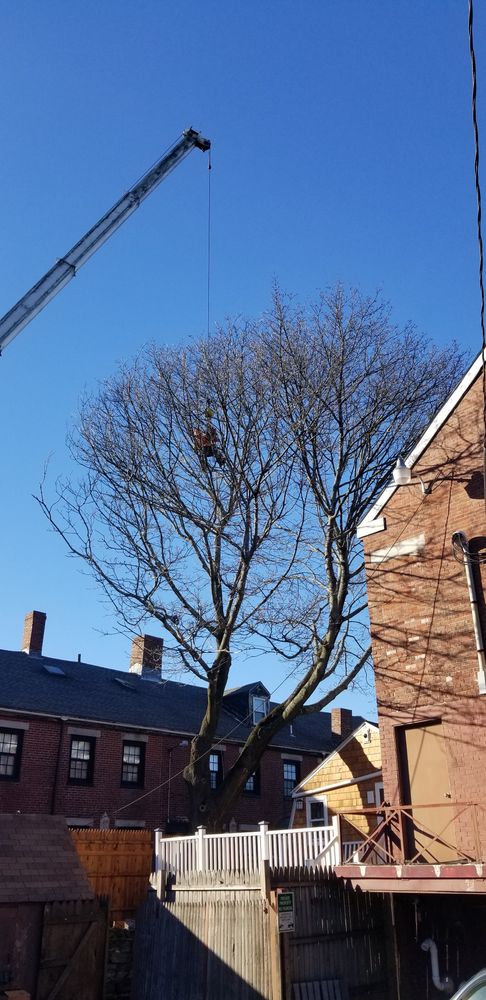 Southern Maine Tree - tree service in Scarborough, ME