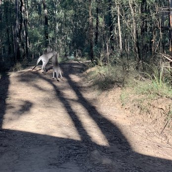 Blue Mountains Day Tours - Kangaroos in their natural habitat - Tours Near Me - Glenbrook, NSW
