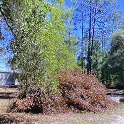 Jorge's Tree Service - Never came back ... this pile of limbs is 15 feet in diameter and 7 feet tall. A fire danger and an eyesore.
