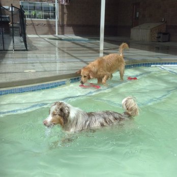 Pet Paradise Rio Rancho - More pool time! Only deep enough for dogs - Pet Groomers Near Me - Rio Rancho, New Mexico