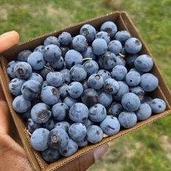 Fresh picked blueberries!!