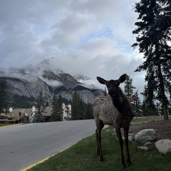 Banff Rocky Mountain Resort - Resorts Near Me - Banff, Alberta Banff Rocky Mountain Resort - Resorts Near Me - Banff, Alberta