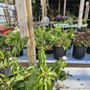Photo of Maria's Garden