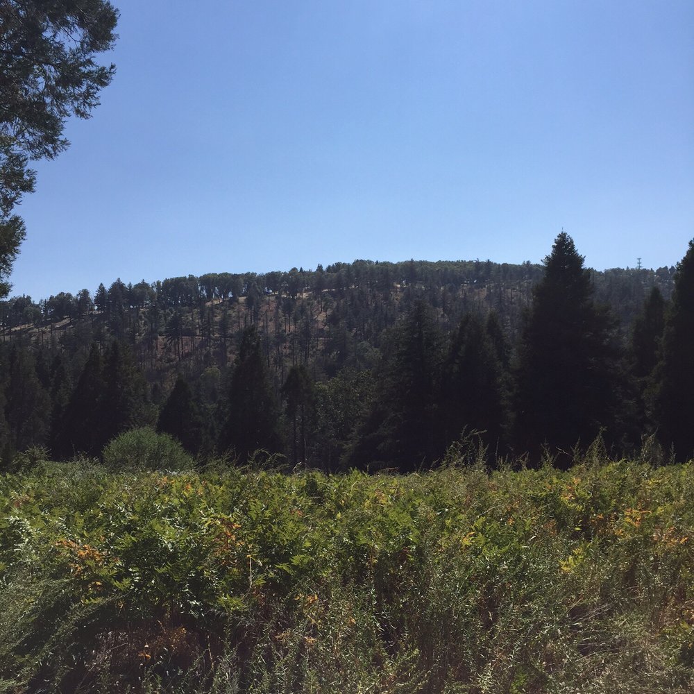 Palomar Mountain State Park - Parks Near Me - Palomar Mountain, California Palomar Mountain State Park - Parks Near Me - Palomar Mountain, California