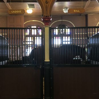 Budweiser Brewery Experience - One of the beautiful clydesdale horses on the property - Beer Tours Near Me - Saint Louis, Missouri