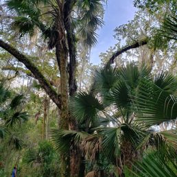 Lovely great trees