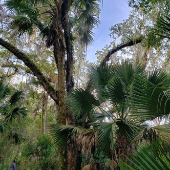 Flat Island Preserve - Lovely great trees - Parks Near Me - Leesburg, Florida