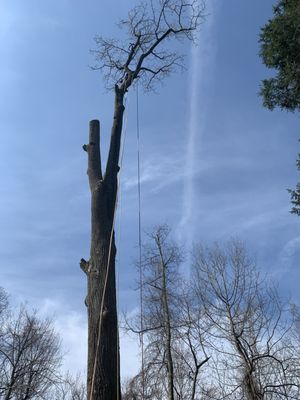 Tree Removal services - Many reasons to tree removal can be due to the following: clearing, damaging or poisoning resulting in an unhealthy or dead tree, damage to roots or properties.