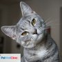 PetWellClinic - Leetsdale