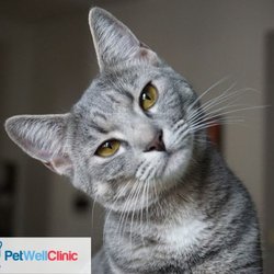 PetWellClinic - Leetsdale
