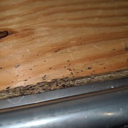 DC Lofty - BED BUGS! And their eggs. Zoom in.