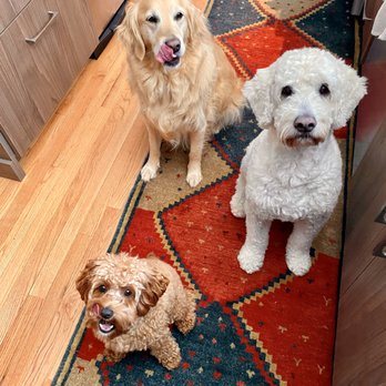 Upper Cape Pet Services - Our two in the back and a grand-dog in front! - Pet Sitting Near Me - Falmouth, Massachusetts