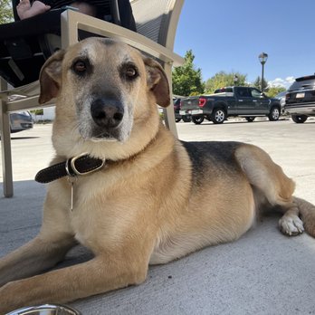 Carson Valley Veterinary Hospital - My old boy who will live forever. - I love you AJax - Veterinarians Near Me - Gardnerville, Nevada Carson Valley Veterinary Hospital - My old boy who will live forever. - I love you AJax - Veterinarians Near Me - Gardnerville, Nevada