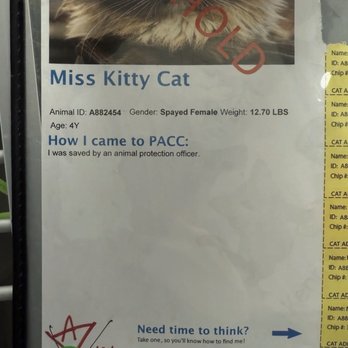 Pima Animal Care Center - She's not 4 years old, she was 12 in this picture. - Animal Shelters Near Me - Tucson, Arizona Pima Animal Care Center - She's not 4 years old, she was 12 in this picture. - Animal Shelters Near Me - Tucson, Arizona