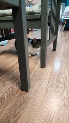 Catnip Cat Cafe by null