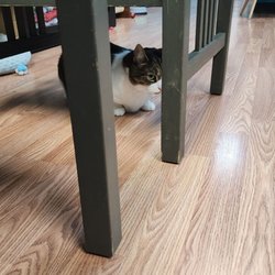 Catnip Cat Cafe