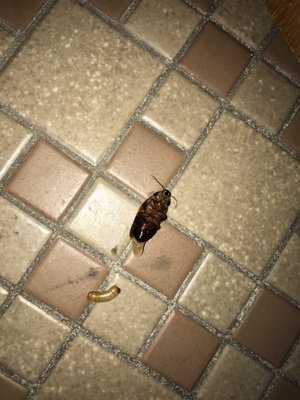 gateway inn lackland