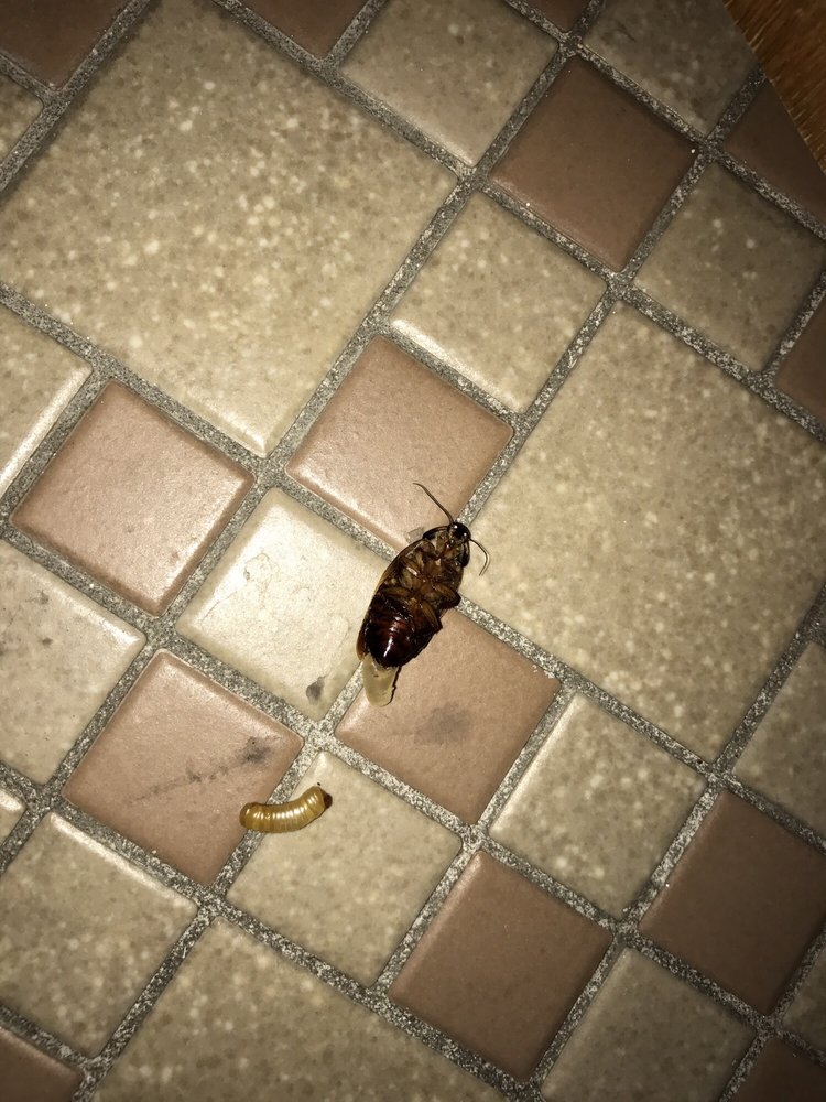 lackland gateway villa