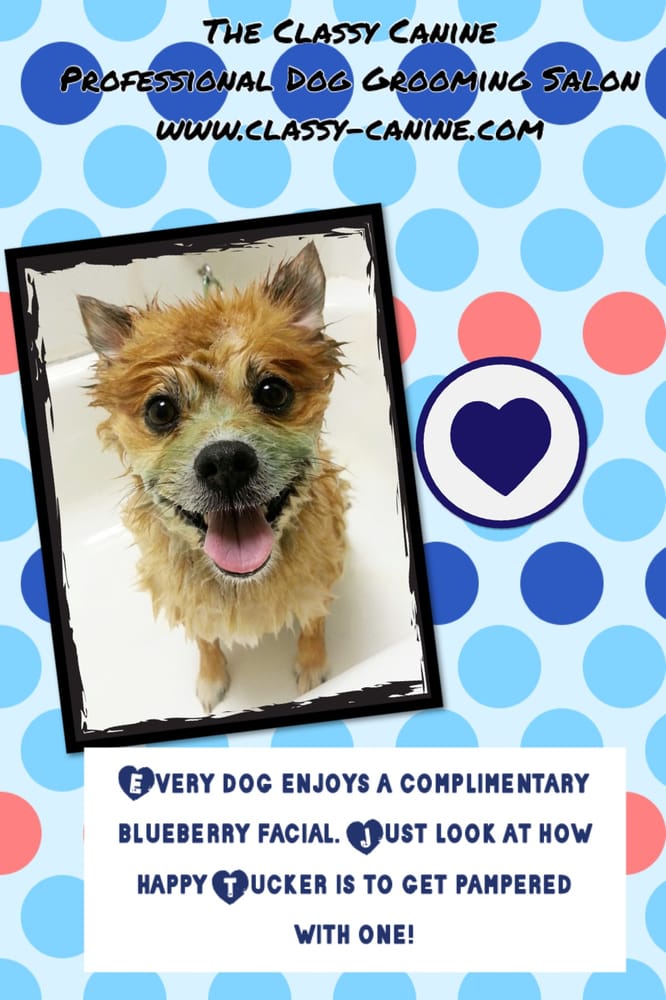 THE CLASSY CANINE Updated October 2024 1880 Haslett Rd, East